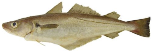 Whiting
